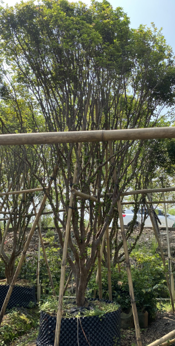 阳江树葡萄苗