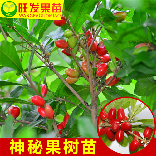 惠州神秘果苗