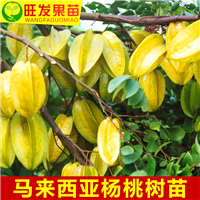 深圳杨桃苗 