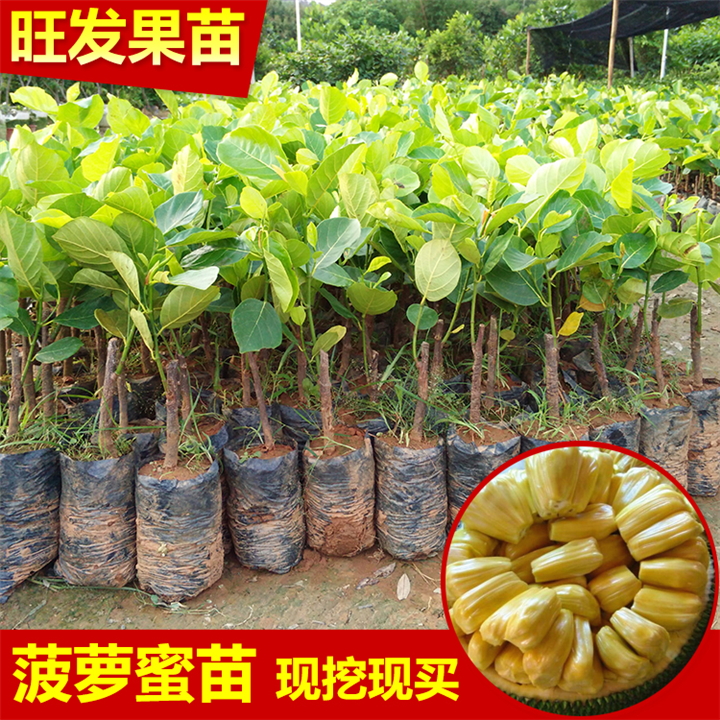 广东四季菠萝蜜苗 