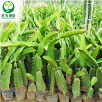 深圳火龙果苗