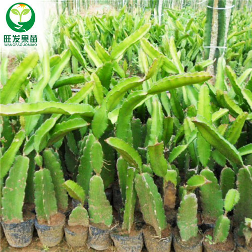 深圳火龙果苗