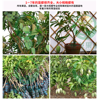 中山四季芒果苗