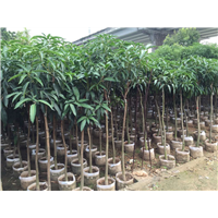 东莞台农一号芒果苗 