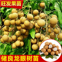 深圳储良龙眼苗 