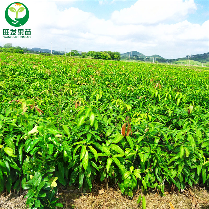 惠州象牙芒果苗