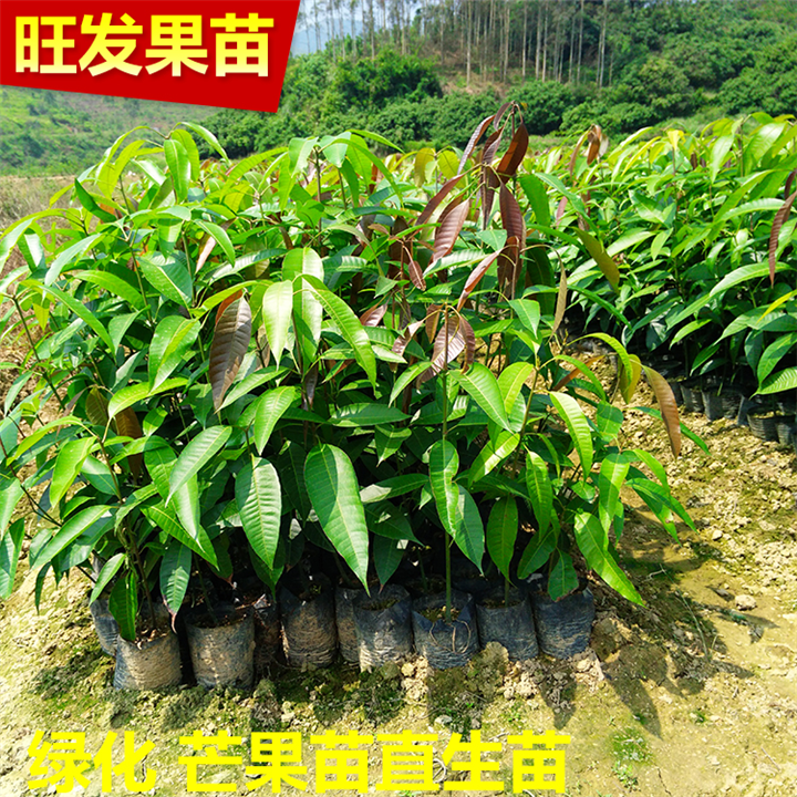 惠州芒果直生苗