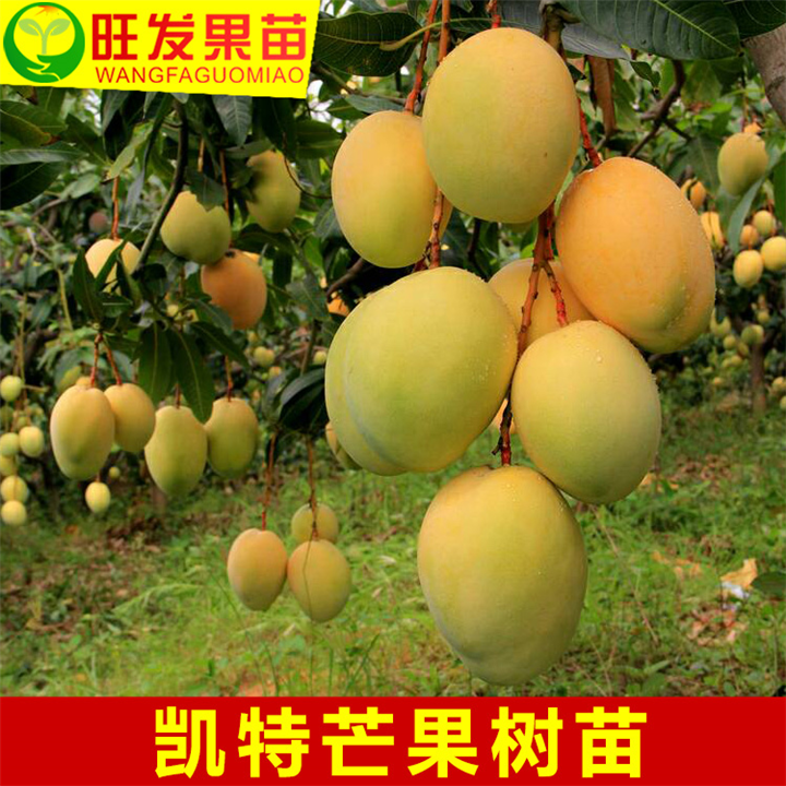 广东凯特芒果苗
