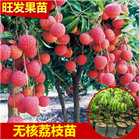 东莞无核荔枝苗 