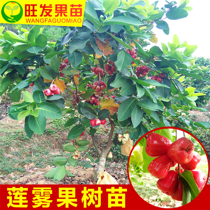 广东大叶红莲雾苗