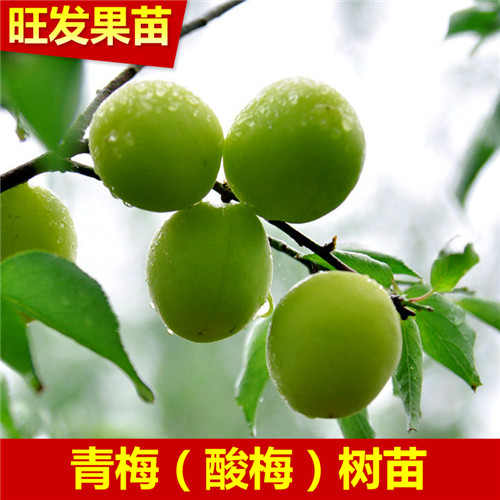 广东青梅苗