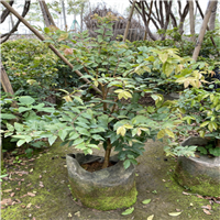 东莞早生四季树葡萄