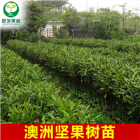 广西澳洲坚果苗