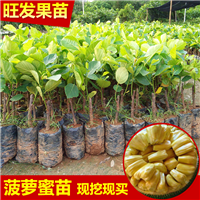 广东四季菠萝蜜苗 