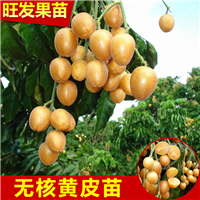 中山无核黄皮苗