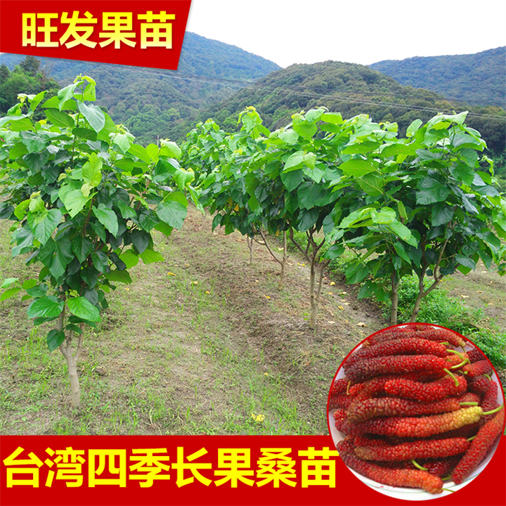 惠州长果桑苗 