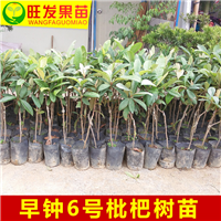 广东早钟6号枇杷苗