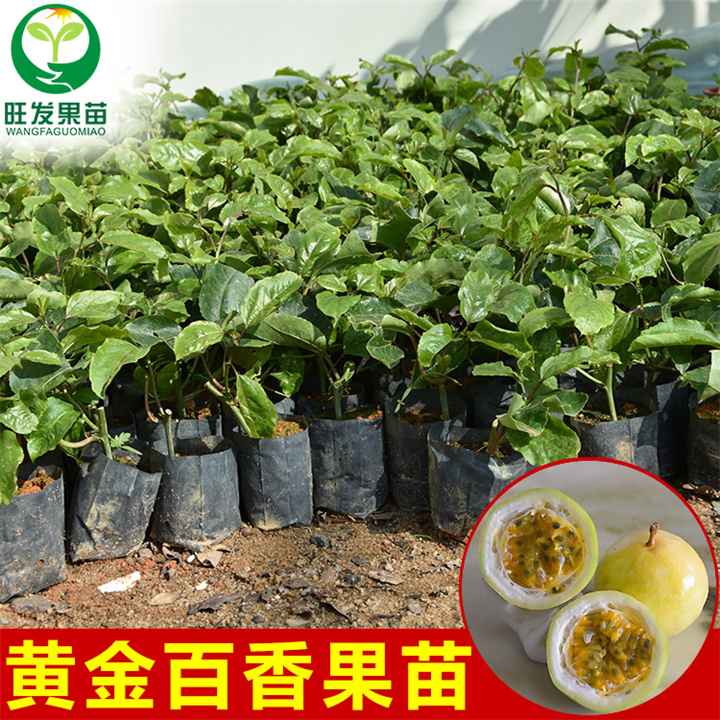 惠州黄金百香果苗基地 