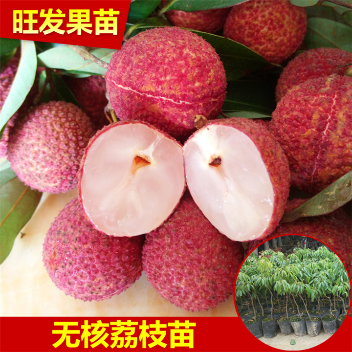 广西无核荔枝苗 