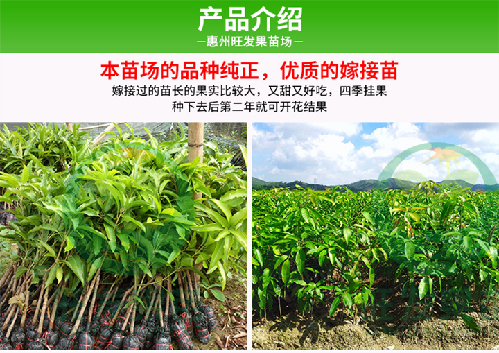深圳澳芒果苗价格