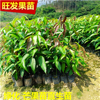 惠州芒果直生苗