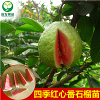 深圳西瓜芭乐苗 