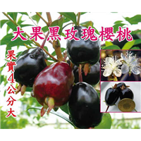 广西黑玫瑰樱桃苗