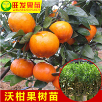 广东沃柑苗基地