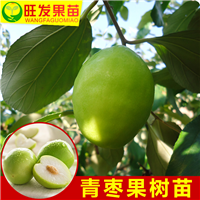 广西台湾青枣苗 