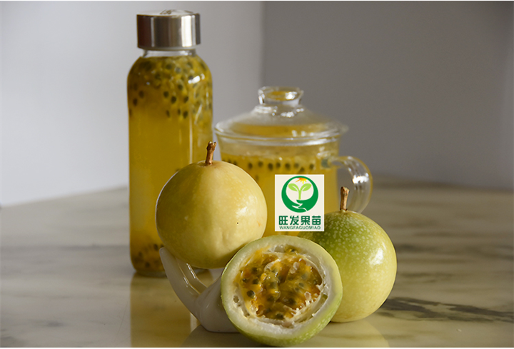 中山黄金百香果苗 