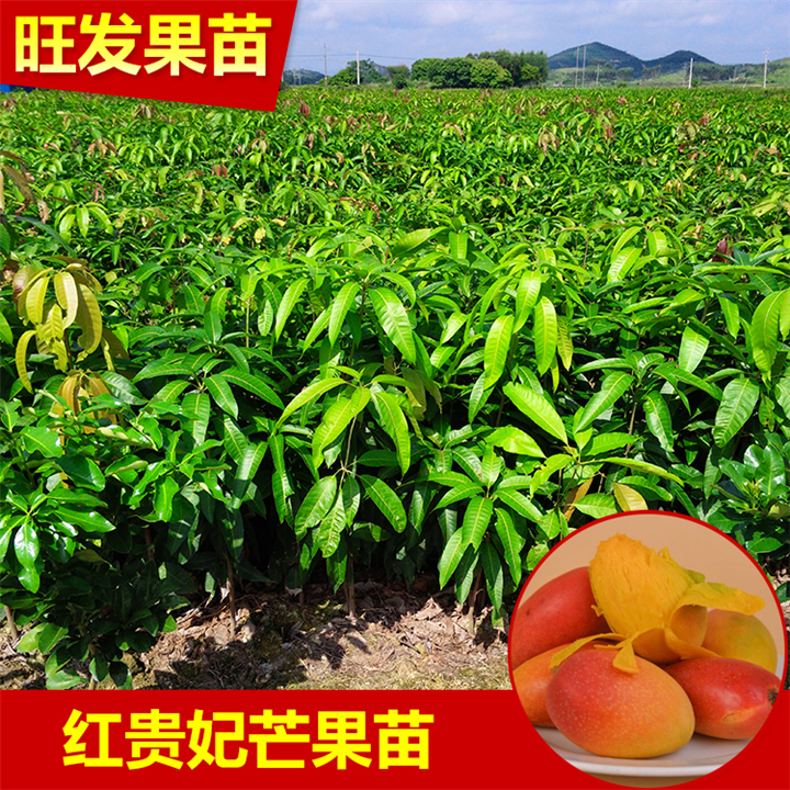 中山红贵妃芒果苗
