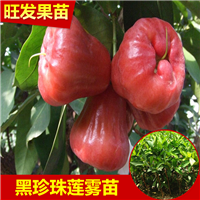 广东黑珍珠莲雾苗