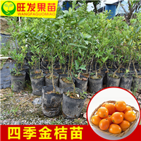 广东四季金桔苗
