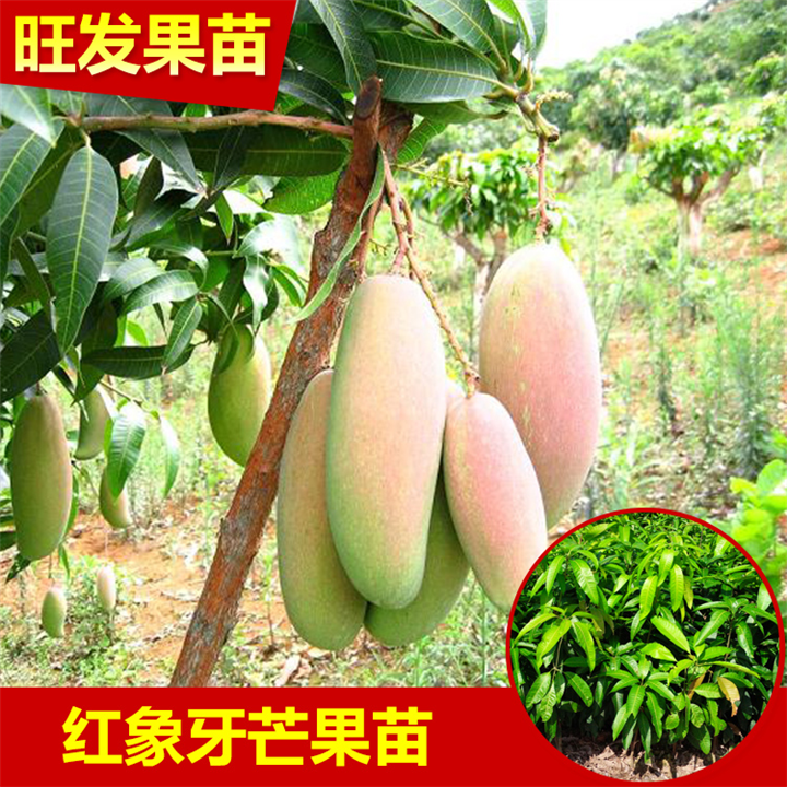 深圳象牙芒果苗