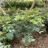 佛山早生四季树葡萄