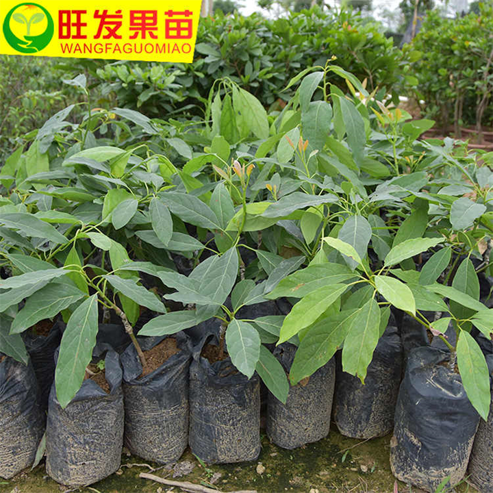 清远哈斯牛油果苗 