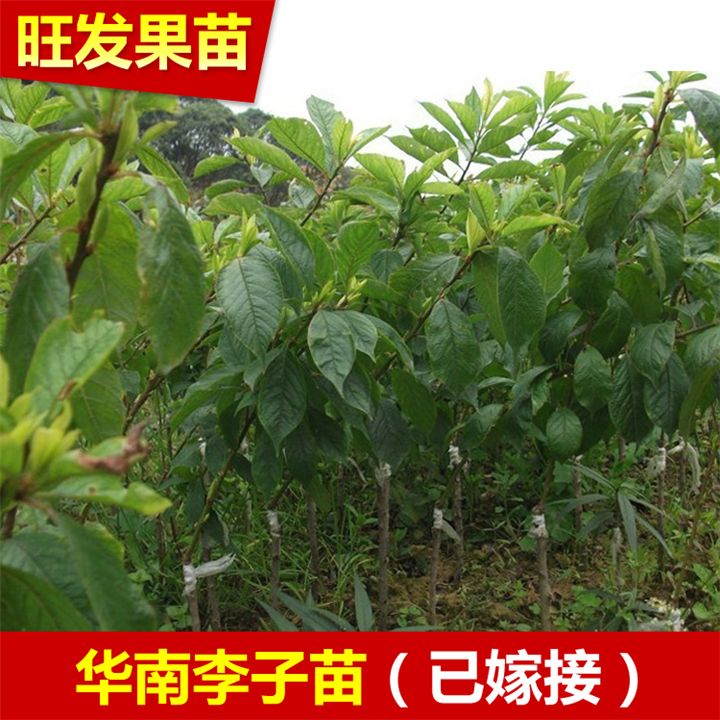 深圳南华李苗