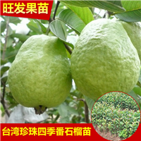 广东四季珍珠番石榴苗