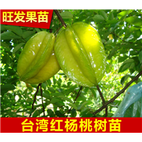 惠州杨桃苗 