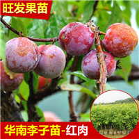 钦州南华李苗
