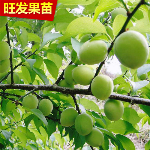 深圳酸梅苗