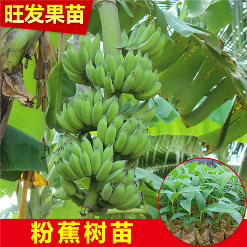 广州粉蕉苗