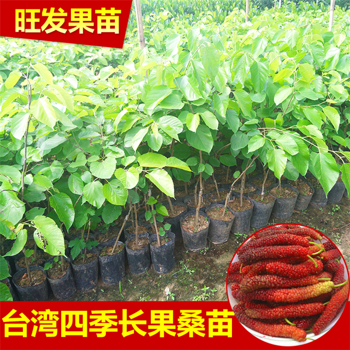 云南台湾长果桑苗 