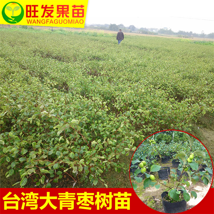 惠州台湾青枣苗 