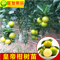 深圳皇帝柑苗