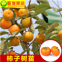 广东柿子苗价格