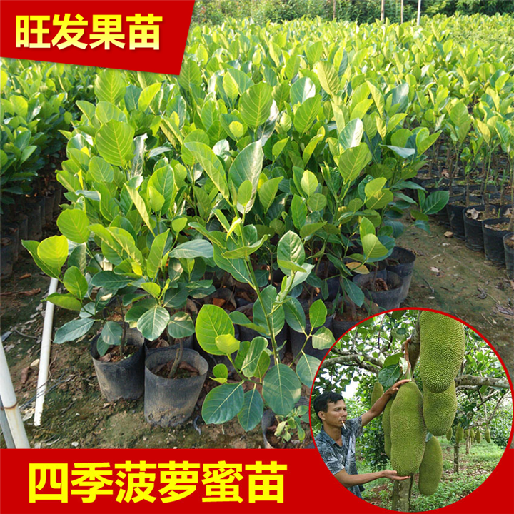 深圳菠萝蜜苗 
