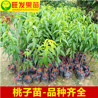深圳三月桃苗
