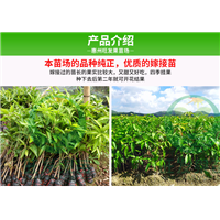 深圳澳芒果苗价格