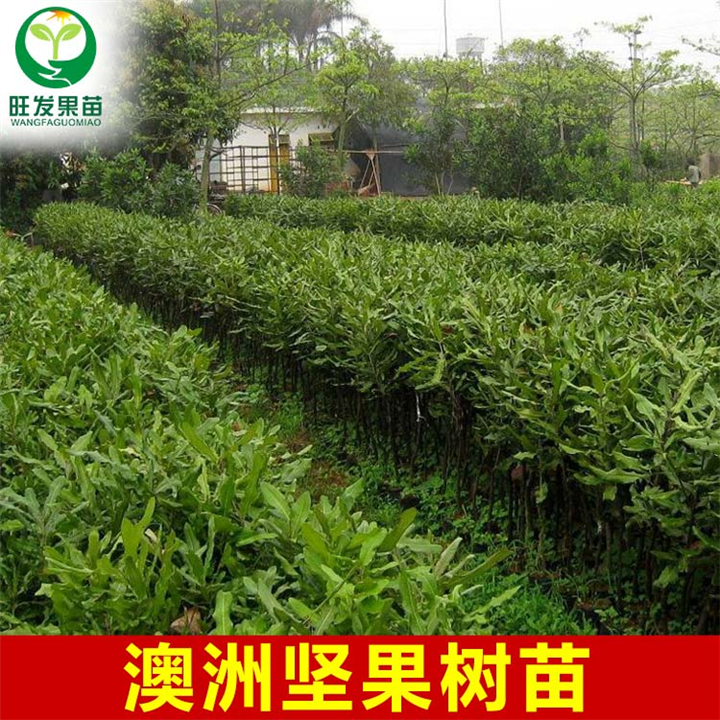 广西澳洲坚果苗